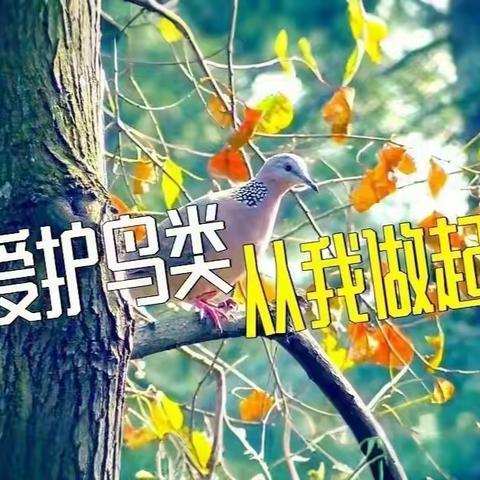 保护鸟类等野生动物告知书