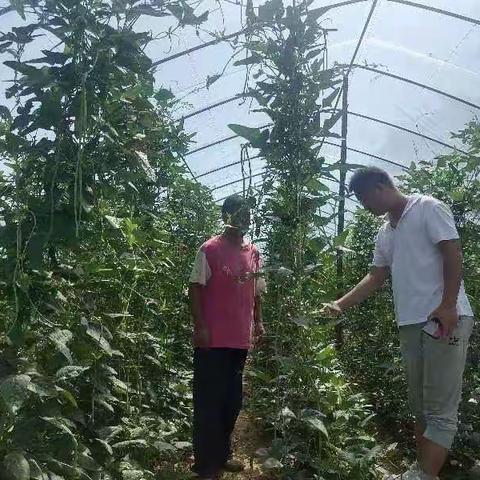 开展重点品种专项整治  及时解决果农追溯难题