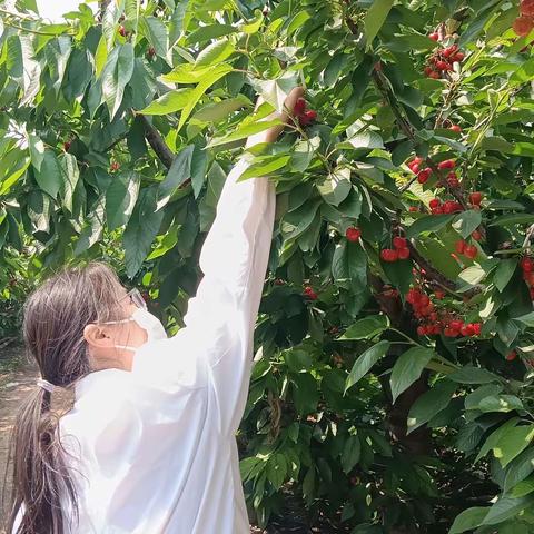 深入樱桃田间地头做农残送服务  落实落细好承诺达标合格证制度