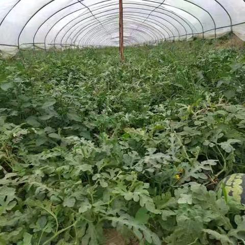 区农业农村局农检中心组织开展“暖心助农 检测助销”志愿者行动