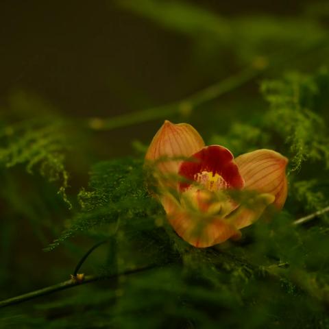 仲春之初  花开见佛