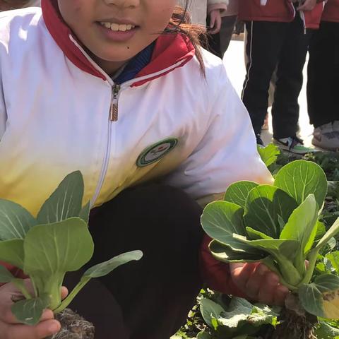 城南小学劳动教育之"开辟小菜园"