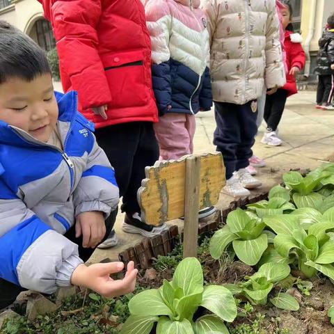 我和菜园还有小动物一起长大了——记中班亲自然系列活动