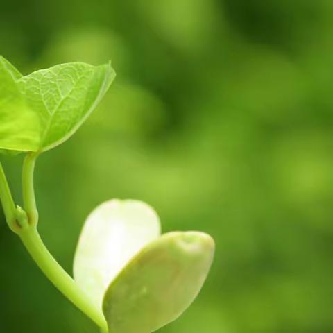 班本课程《豆来豆趣，探索奥秘》石洞幼儿园小一班