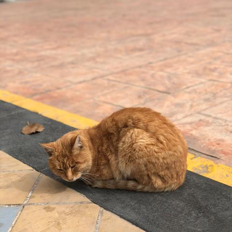 宠物犬横穿马路导致交通事故，责任谁担？（半月一案）第四十一期