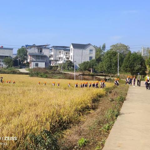 稻谷飘香，遇“稻”美好—春晖幼儿园秋游稻田之旅