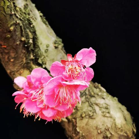 2023年2月22日与谢柏森老师植物园拍梅花。