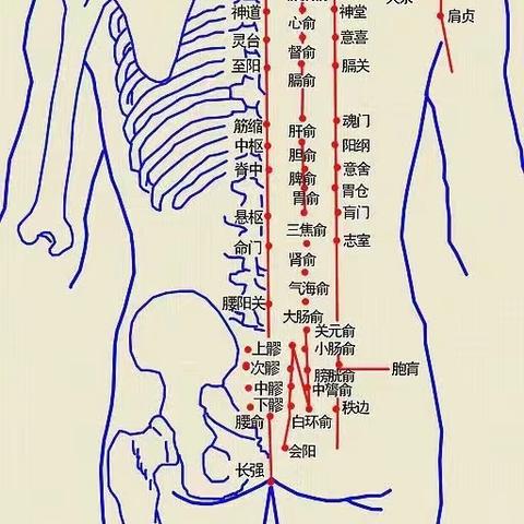 经络学说|拔罐疗法应用于咳嗽