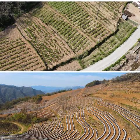 晨兴理荒秽 带月荷锄归 -庙沟镇秦岭山水乡村建设之田园篇