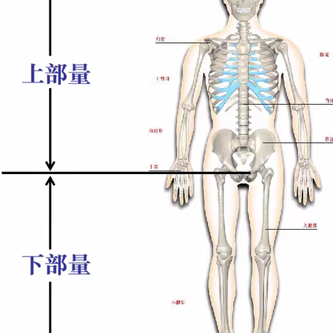 抓住春天长高季，助力宝宝长个子---承德县第三幼儿园保健知识宣传篇