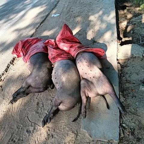 2023 年 5 月 2日下午处理工单