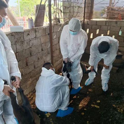 “我为群众办实事”天涯区农业农村局下村工作