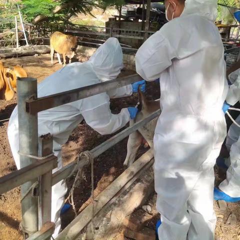 我为群众办实事、天涯区农业农村局防疫员下村工作。