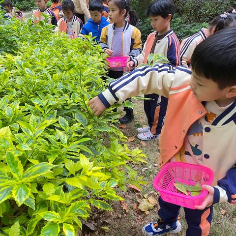 童星幼儿园大一班社会实践——“植物拓印”