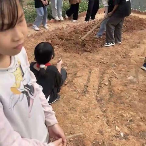 享丰收之美，行劳动之乐——百合乡中心小学五年级（1）班劳动实践活动