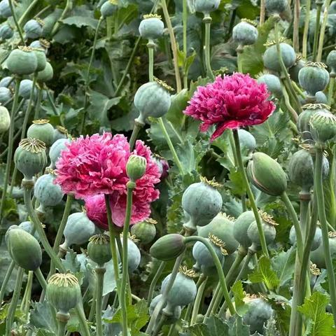 网格为笔，绘就无“毒”画卷