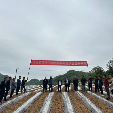 青铜关镇召开2023年烤烟标准化大田移栽现场会