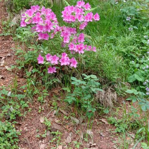 谷雨时节知多少