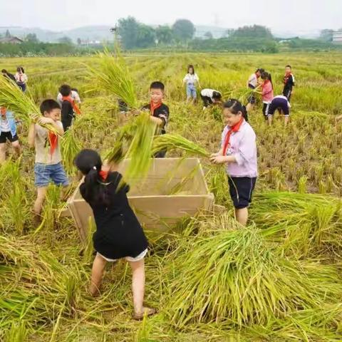 以劳育人，以劳育德 ——正人红军小学“五育”并举促成长（劳动篇）