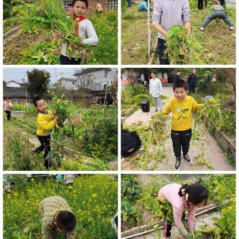 绽放劳动之花 收获快乐之果——中庸镇三联小学劳动教育实践活动