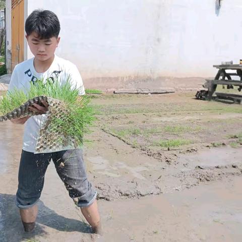 农忙时节的小帮手——社会劳动实践纪实