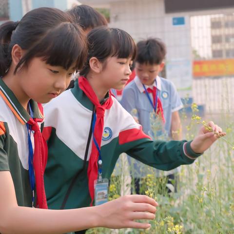 赴一场油菜花之约——永梧小学劳动实践教育之赏油菜花活动