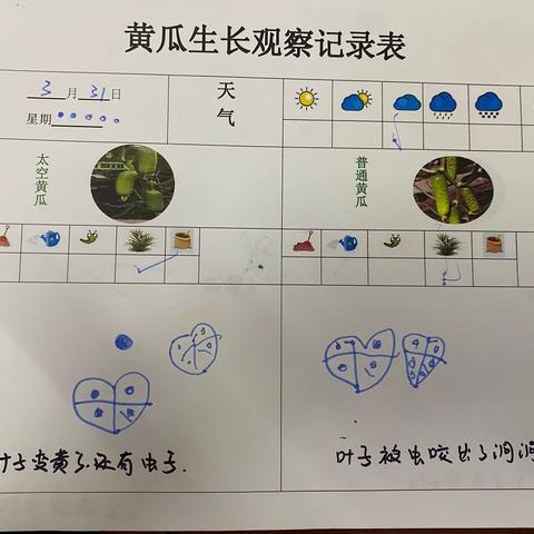 “太空种子”小班种植活动指导策略的研究 ——黄瓜生长观察记录表