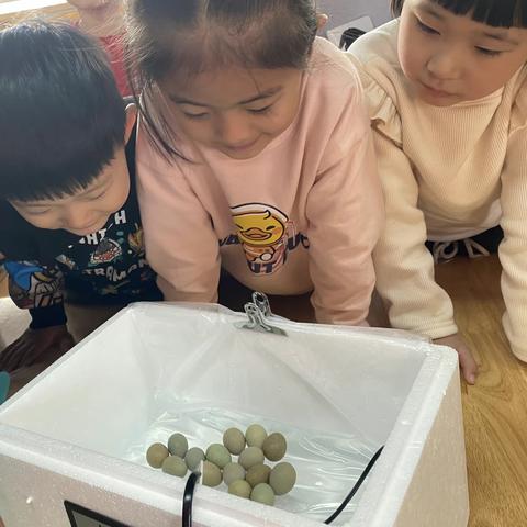 【众爱小明星】终于等到你！小鸡！—小二班