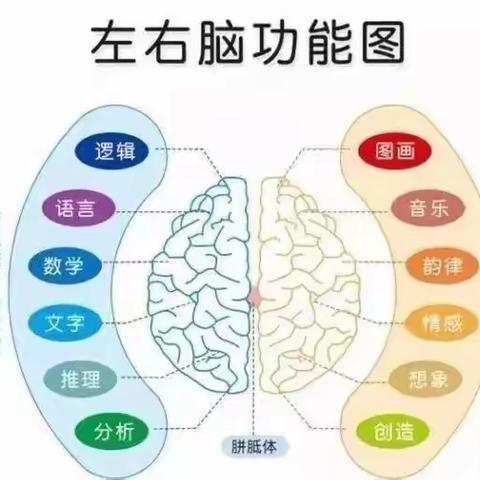 为什么全脑开发训练的核心是右脑？