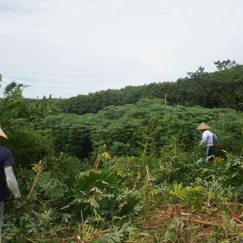 海胶西培分公司：“两非”木薯丰收季 田间采收正当时