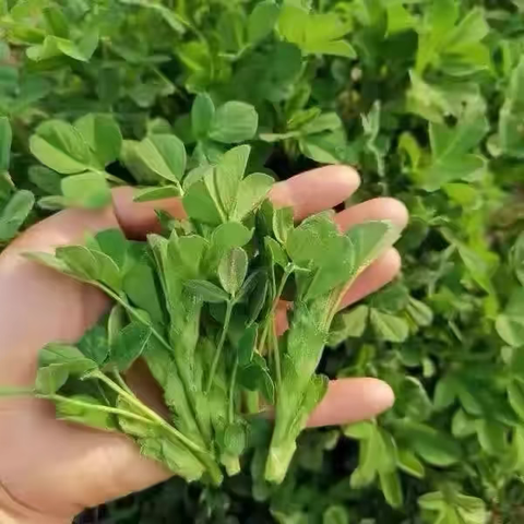 甘肃人的春天离不开野菜