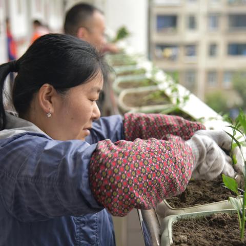 春种一株苗，夏收满园椒——东升小学1.6班辣椒成长记