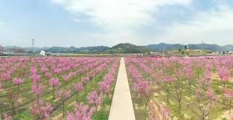 花海里的美好春光 花园天香湾赏花季