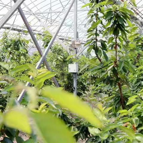 “洋果子”变身土特产 花园车厘子种植获成功