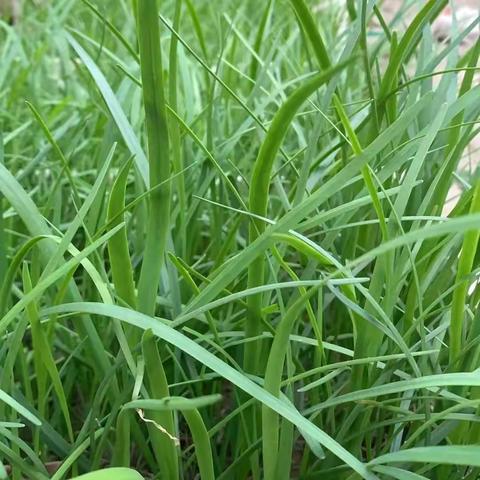 繁花盛放 多彩实践绽芳华‖鸡泽县第二中学清明假期实践作业展