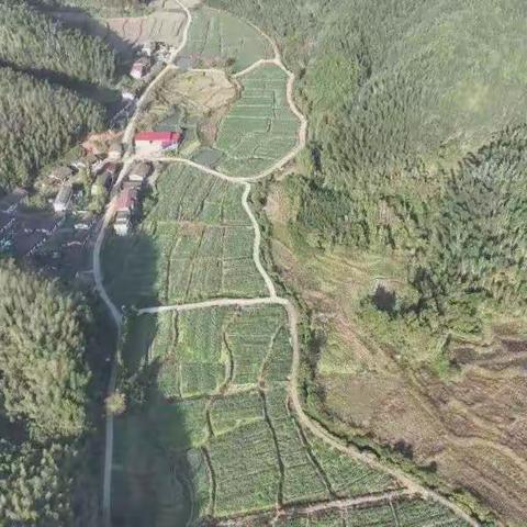 浔溪乡：茭白翻绿浪 正是丰收时