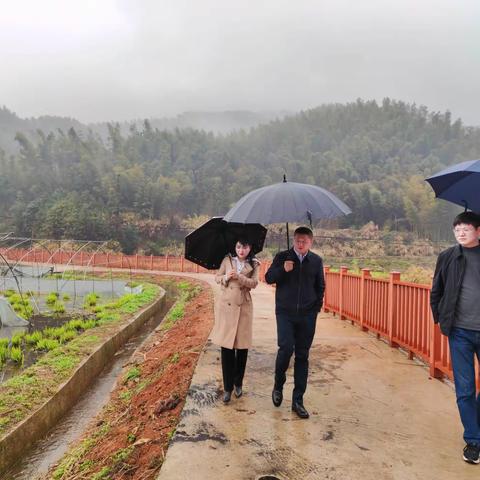 县委副书记杨越武深入浔溪乡调研