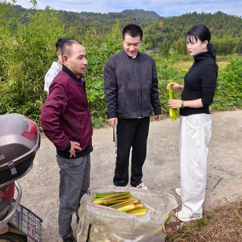 又到丰收季！浔溪乡“茭”出丰收答卷