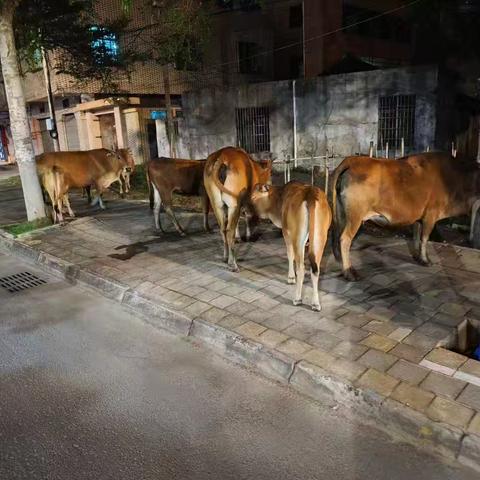 灵山中队开展日常巡查，对散养牛群户立案处罚