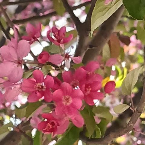 春雨润物   清明润心——兰陵县第六小学六年级四班清明祭英烈手抄报展示