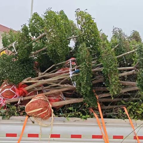 睢县潮庄镇三中植树活动简报doc