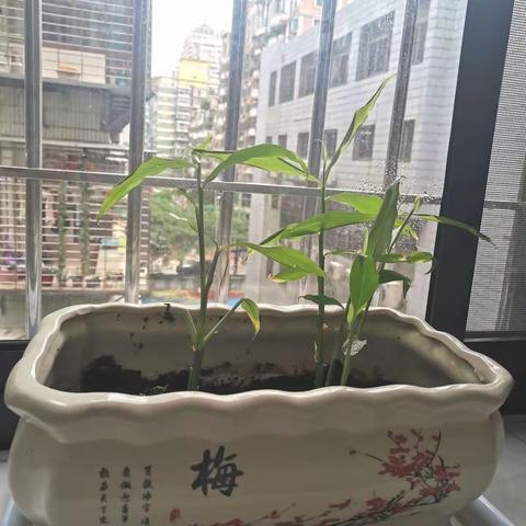 爱种植的妈妈