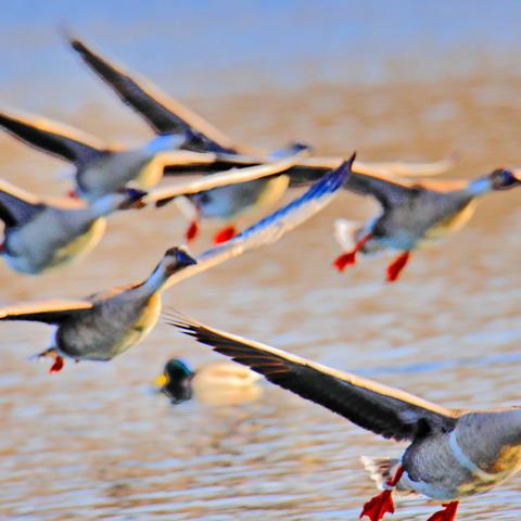 春江水暖鸭先知——浑河观鸟