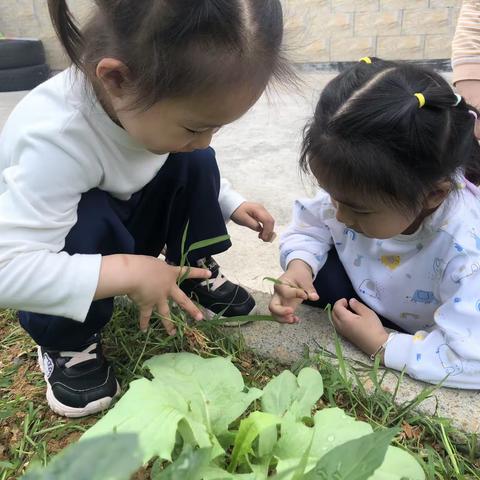 芽芽二班第十五周美篇