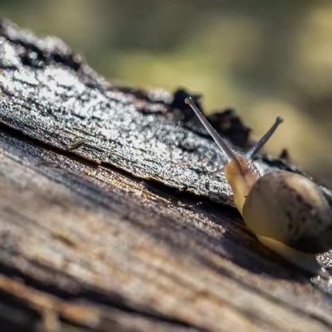 “七彩蜗牛🐌”——冶城职校附属幼儿园  大七班