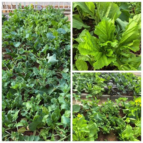 春风十里，不如菜畦有你 —— C2417班“一畦菜地”劳动实践活动纪实