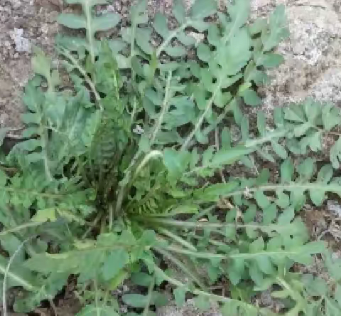 春季常见野菜