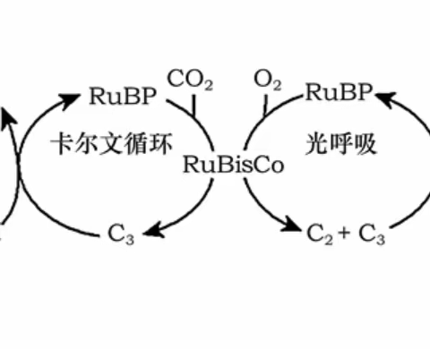 关于光呼吸的相关知识点