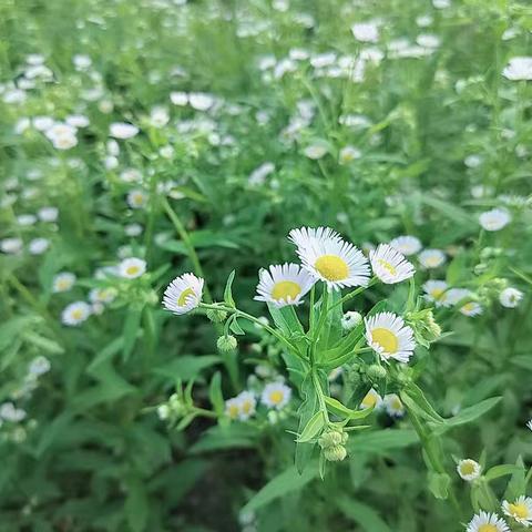 笔墨之间尽显教育情怀——常宁市泉峰小学软硬笔书法比赛