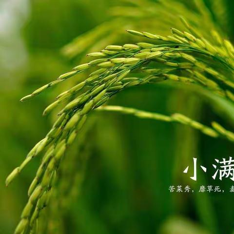 【蹲下来，和孩子一起看世界】这个小满 爱了——滨城区彭李街道幼儿园大六班小满活动